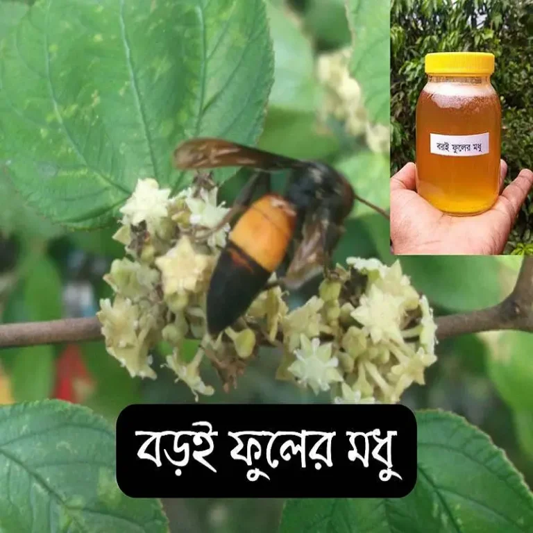 বরই ফুলের মধু